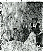 Cotton processing