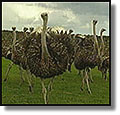 Ostrich