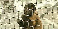 A monkey (BBC)