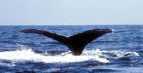 A whale's tail (BBC)