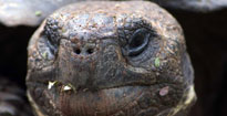 Photo of giant tortoise