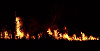 A Bush Fire in Western Australia