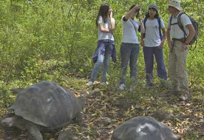 Pupils find the tortoise